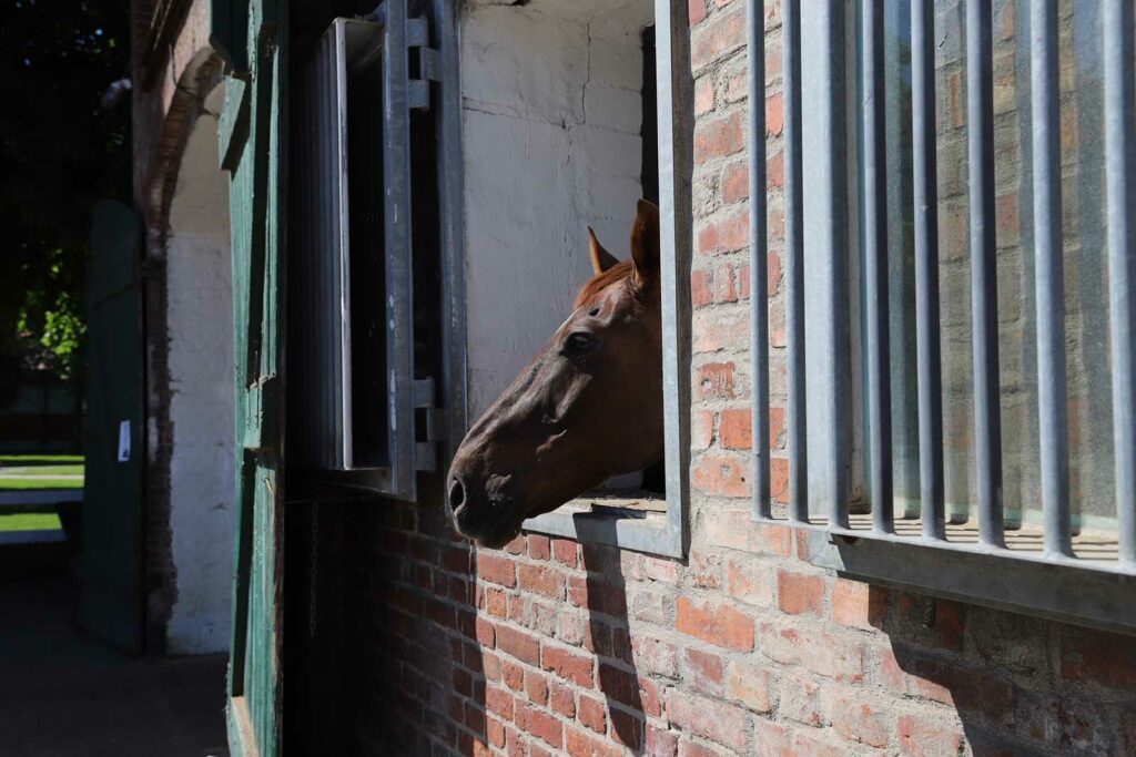 Pferd blickt aus Boxenfenster im Kuhstall