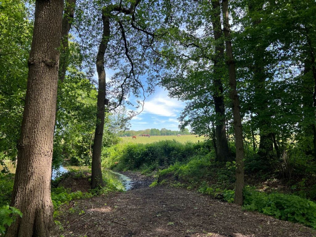 Blick durch Bäume auf Winterweide im Hintergrund