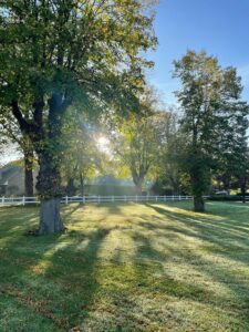 Linden in der Herbstsonne Beekmoorweg Gut Tangstedt