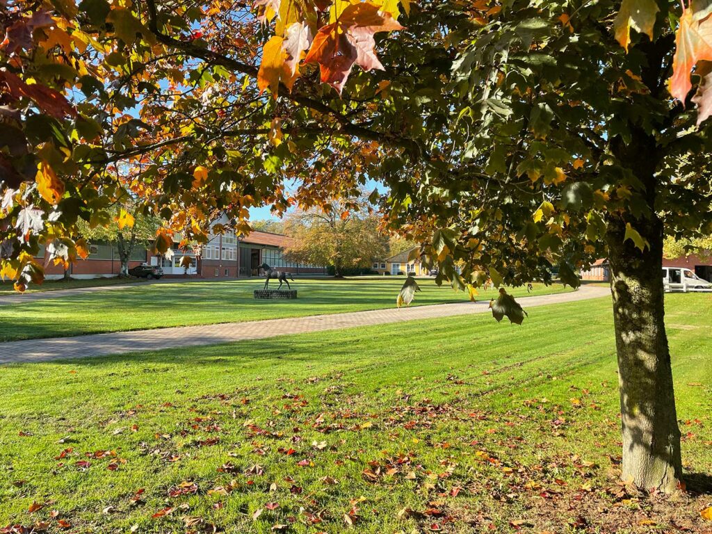 Herbstliche Linde Hofrondell Gut Tangstedt
