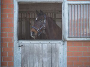 Pferd Paddockbox Halle 2 Gut Tangstedt