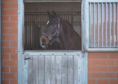 Pferd Paddockbox Halle 2 Gut Tangstedt