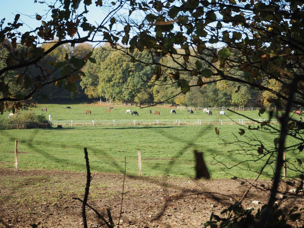 Sommerweide aus der Ferne Gut Tangstedt