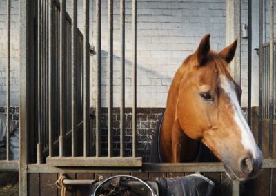 Pferd Innenbox Halle 2 Gut Tangstedt