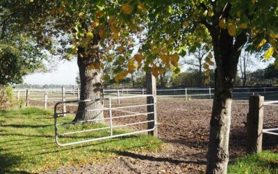 Sanierung unserer Paddocks am Beekmoorweg