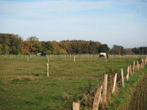 Pferde auf Einzelweide Gut Tangstedt
