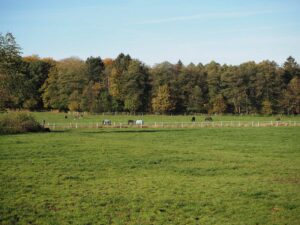 Herde auf Sommerweide Gut Tangstedt