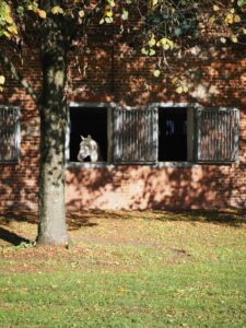 Fenster historischer Kuhstall Gut Tangstedt