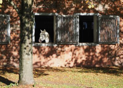 Fenster historischer Kuhstall Gut Tangstedt