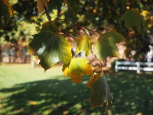 Herbstlaub Hofrondell Gut Tangstedt