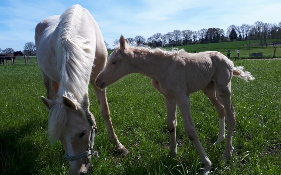 junges Fohlen Einzelweide Gut Tangstedt