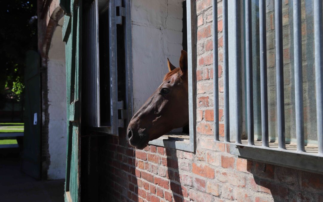 Pferd in der Sonne Gut Tangstedt