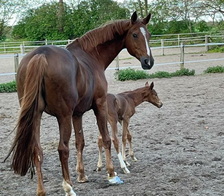 Fohlen Paddock Gut Tangstedt