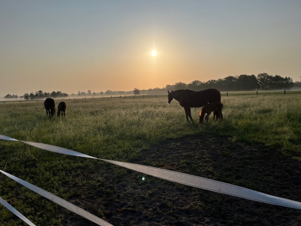 Fohlenkoppel bei Sonnenaufgang