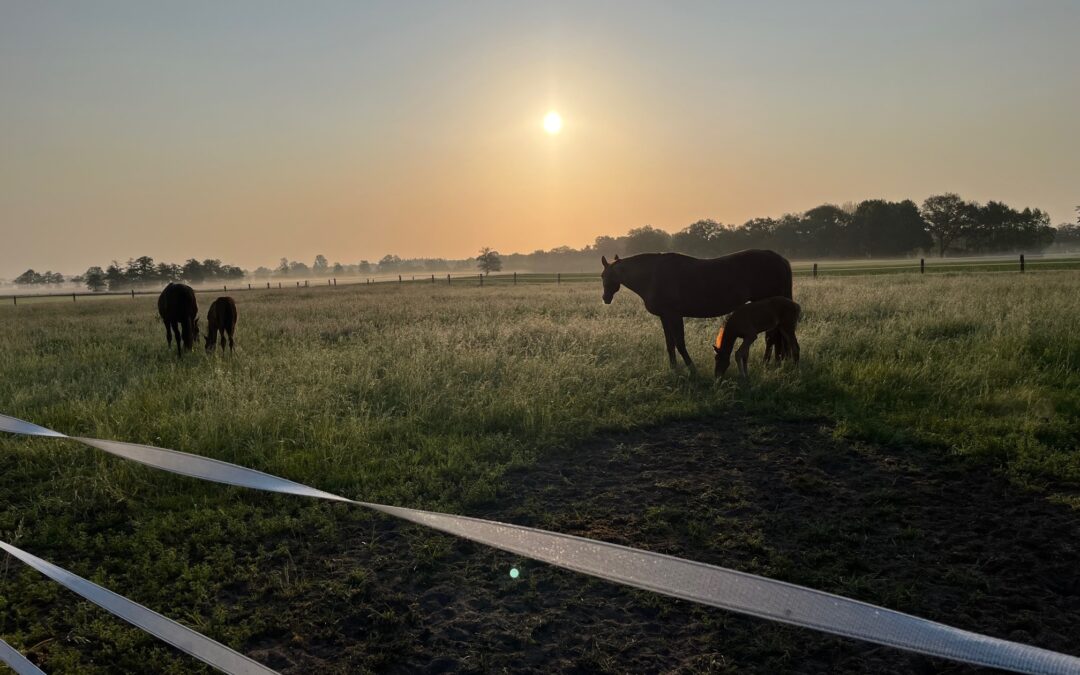 Fohlenkoppel bei Sonnenaufgang