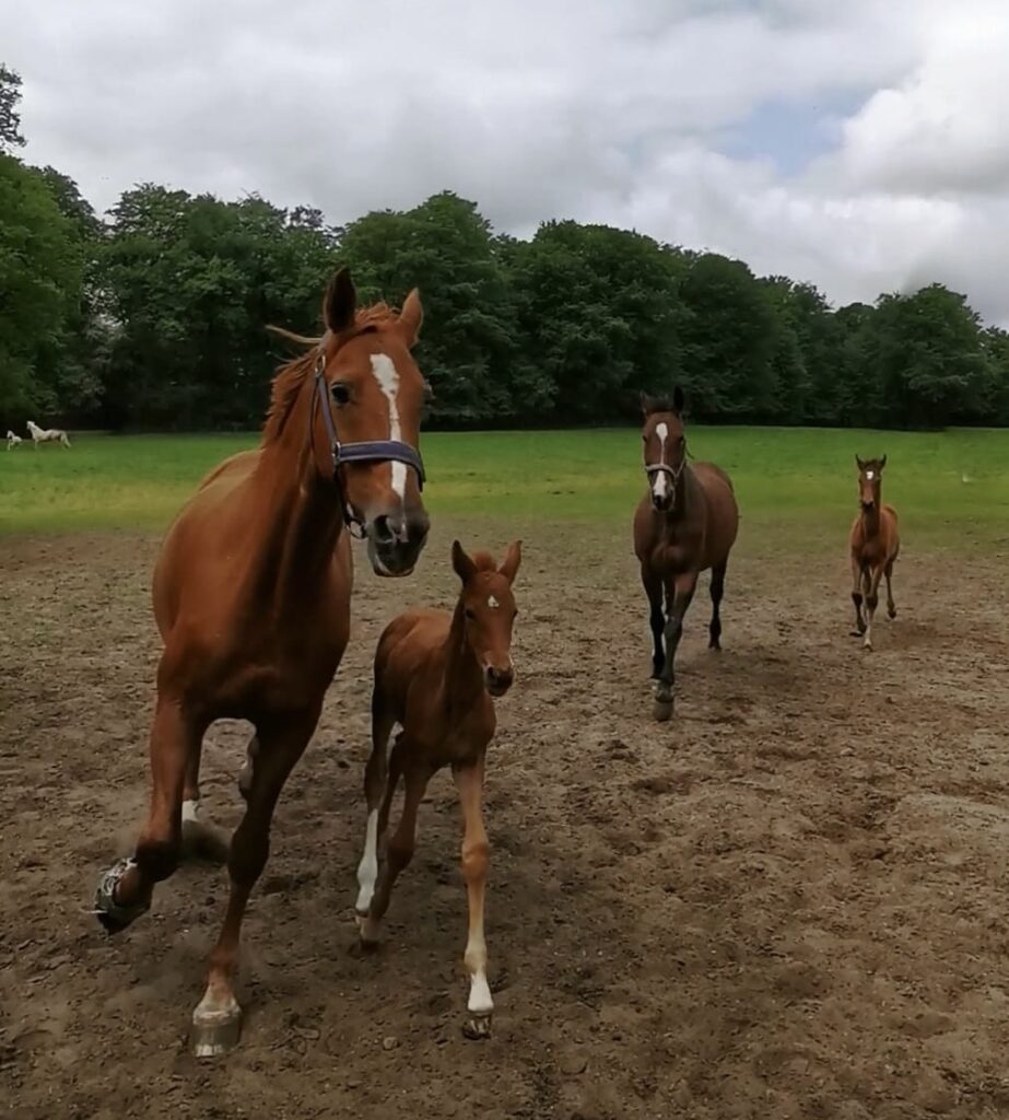 Fohlenherde 2023 Sommerweide