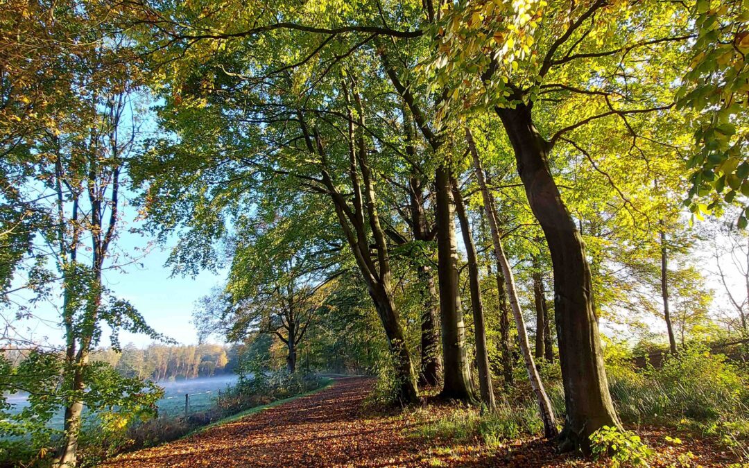 Reitweg Beekmoorweg Tangstedt im Herbst