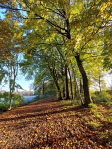 Reitweg Beekmoorweg Tangstedt im Herbst