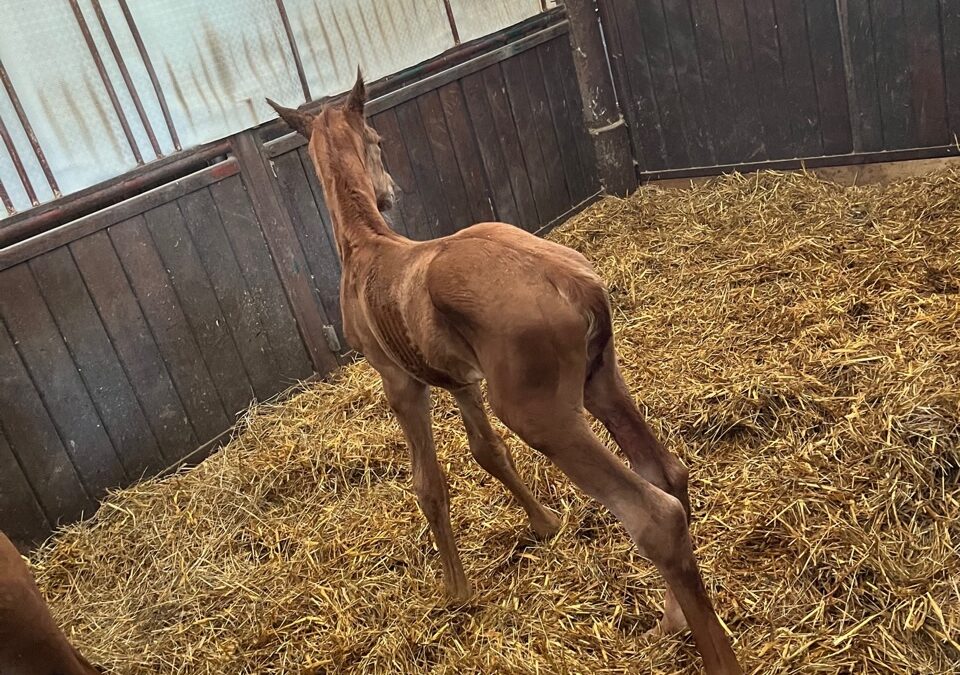 Holsteiner Fohlen Endless Love in der Box
