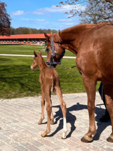 junges Fohlen mit Mutterstute im Hofrondell Gut Tangstedt