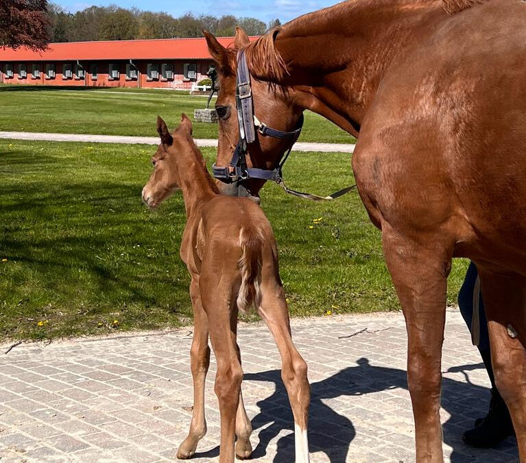 junges Fohlen mit Mutterstute im Hofrondell Gut Tangstedt