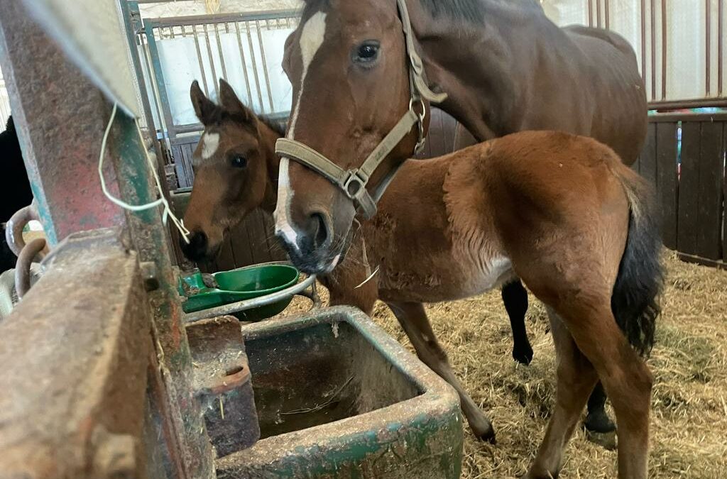 Fohlen My La Belle mit Mutterstute in der Box