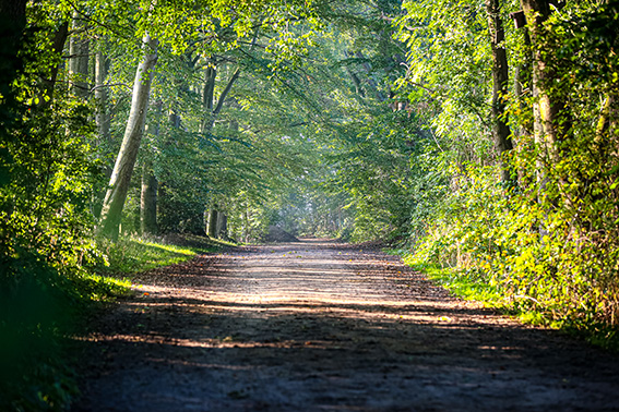 Beekmoorweg Tangstedt im Spätsommer