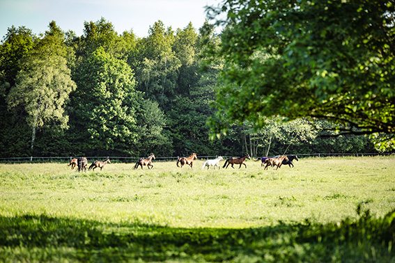 Pferde auf der Sommerweide von Gut Tangstedt