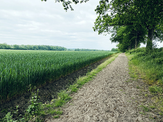 Reitweg neben Ackerfläche Feld 1 Gut Tangstedt