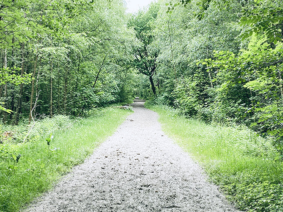 Reitweg durch Wald in Tangstedt