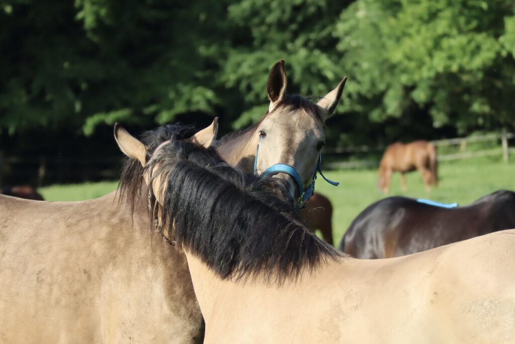 gegenseitige Fellpflege zweier Pferde