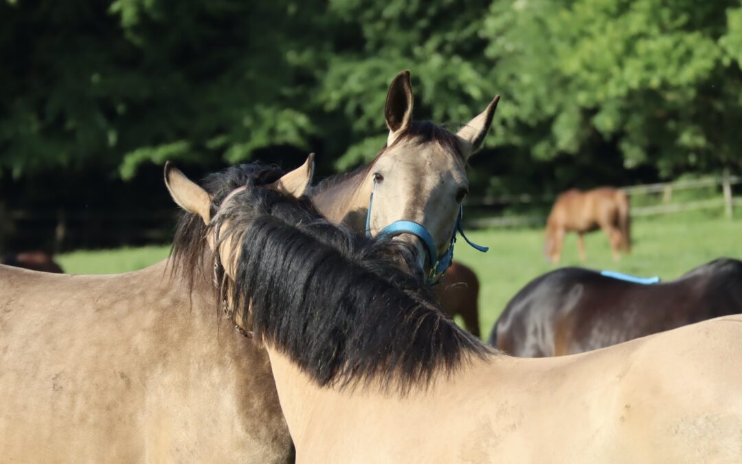 gegenseitige Fellpflege zweier Pferde