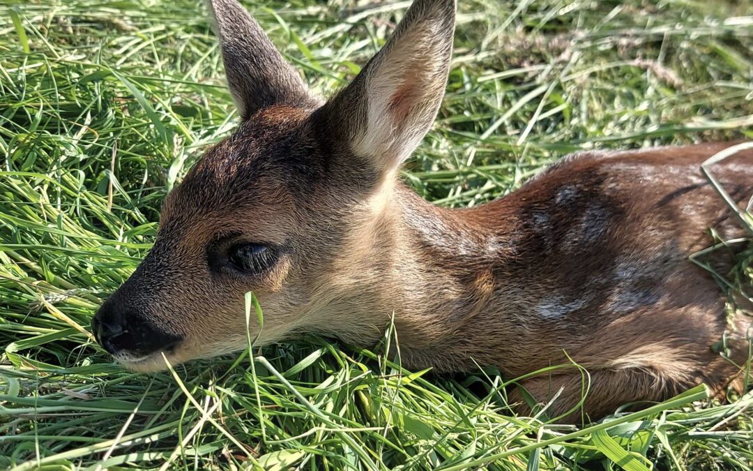 Rehkitz auf der Wiese