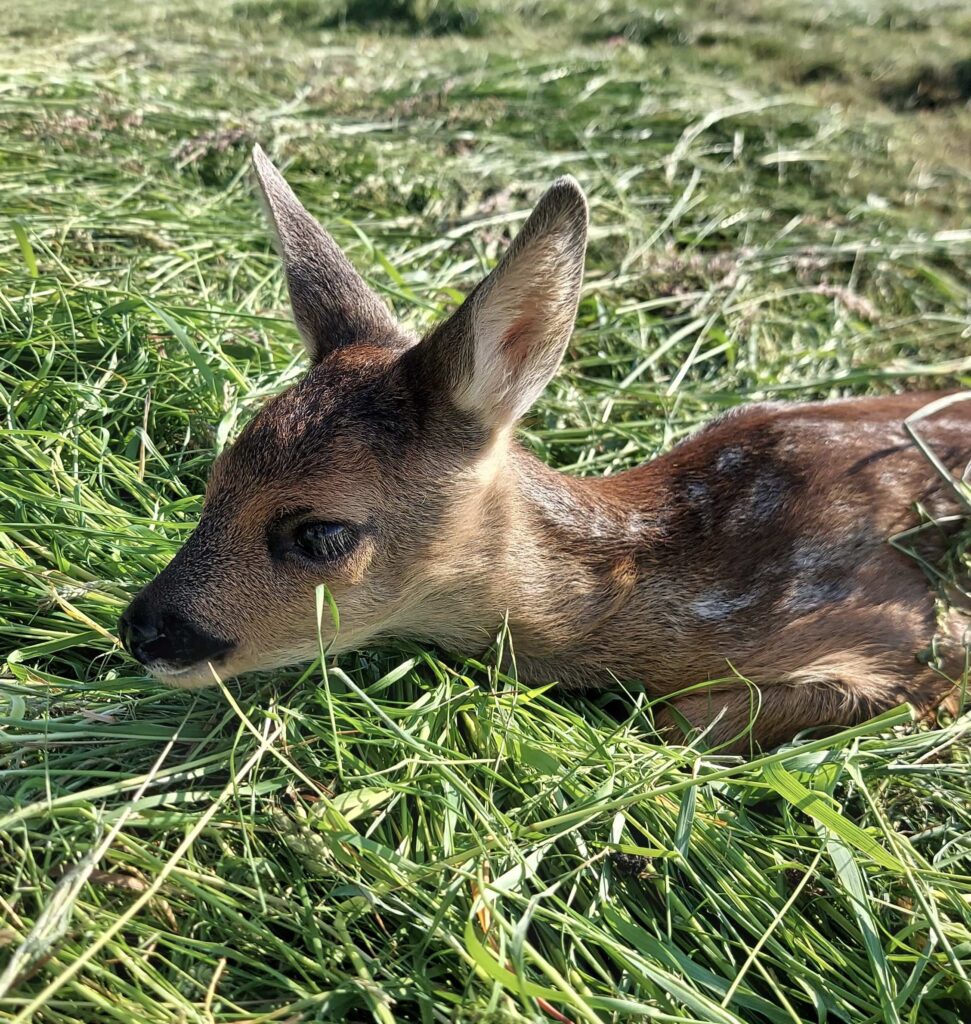 Rehkitz auf der Wiese