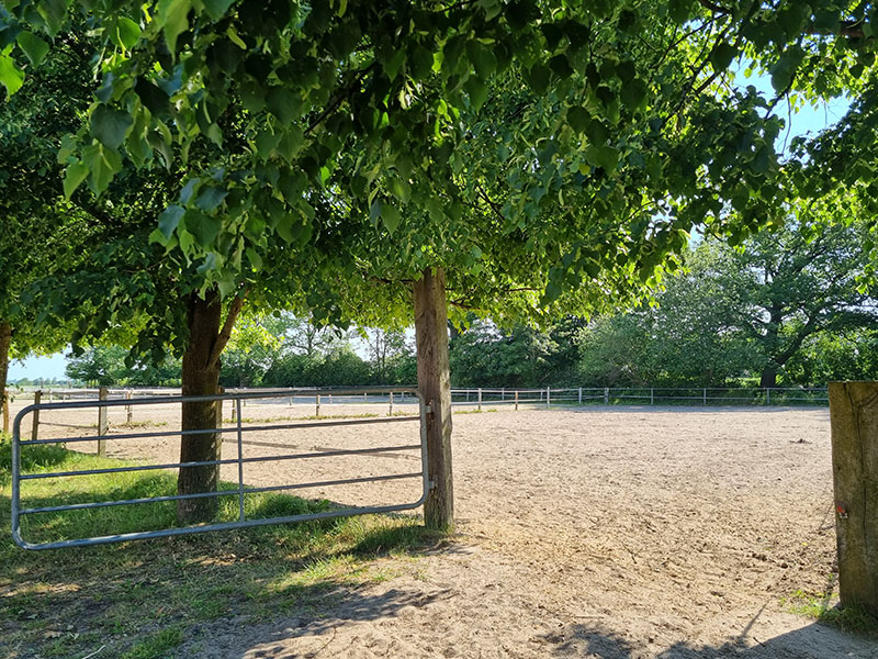 Schattiger Paddock auf Gut Tangstedt mit Blick über sandigen Boden und grüne Bäume im Sommerlicht