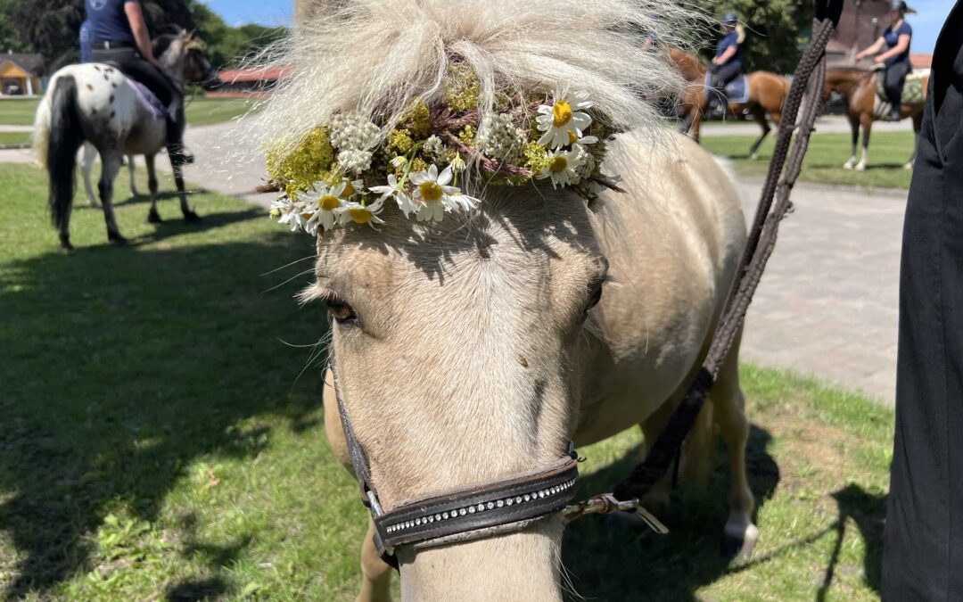 festlich geschmücktes Pony