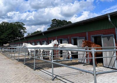 Halle 2 Paddock
