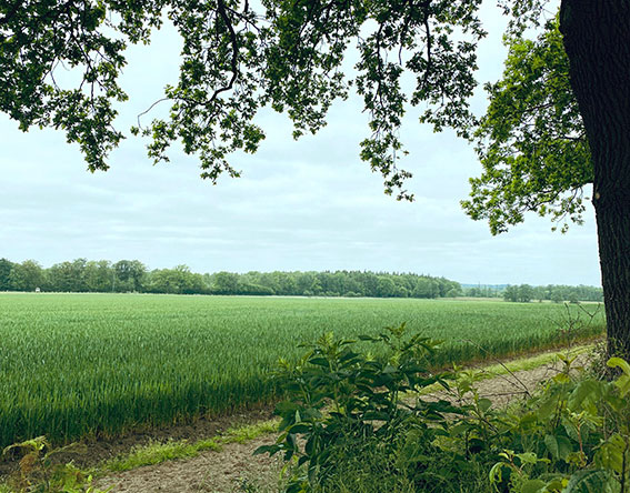 Reitweg unter Bäumen an Acker von Gut Tangstedt