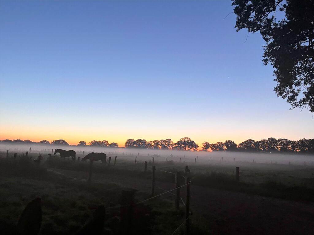 Sonnenaufgang Einzelweiden Gut Tangstedt