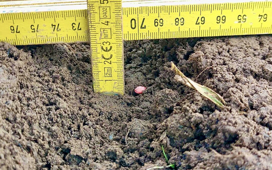 Weizenaussaht Acker Gut Tangstedt