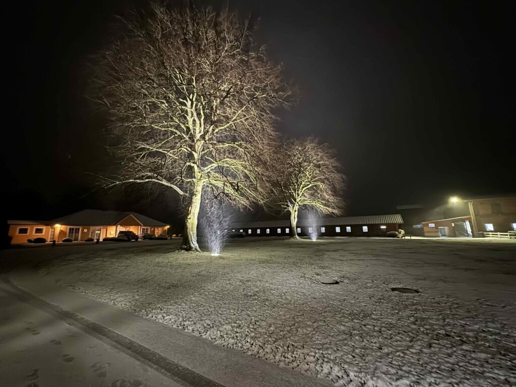 Buchen auf Gut Tangstedt bei Schneefall im Winter