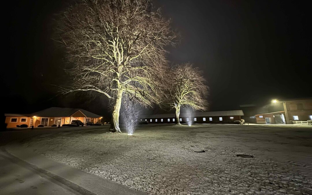 Buchen auf Gut Tangstedt bei Schneefall im Winter