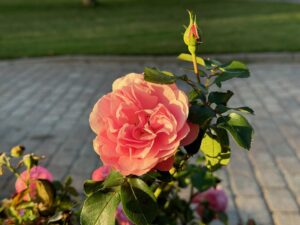 Rose Hofrondell in der Sommersonde