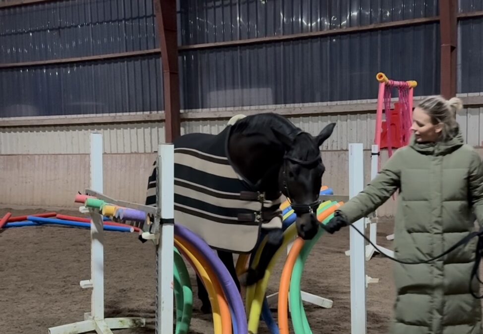 Gelassenheitstraining mit Pferden in der Longierhalle von Gut Tangstedt