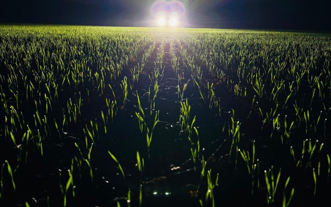 Weizenfeld nachts im Scheinwerferlicht unseres Traktors