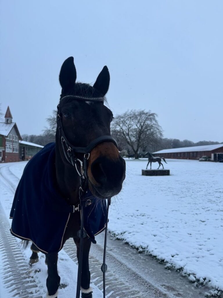 Pferd auf verschneitem Reiterhof