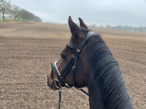 Pferd bei Ausritt vor gegrubbertem Feld