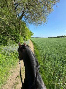 Ausritt mit Pferd im Sommer auf einem schmalen Sandweg neben einem grün bewachsenen Acker