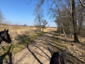 Ausritt mit zwei Pferden über den Beekmoorweg in Tangstedt
