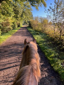Ausritt Beekmoorweg neben Winterweide
